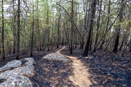fitness trail. fire blew over pathway